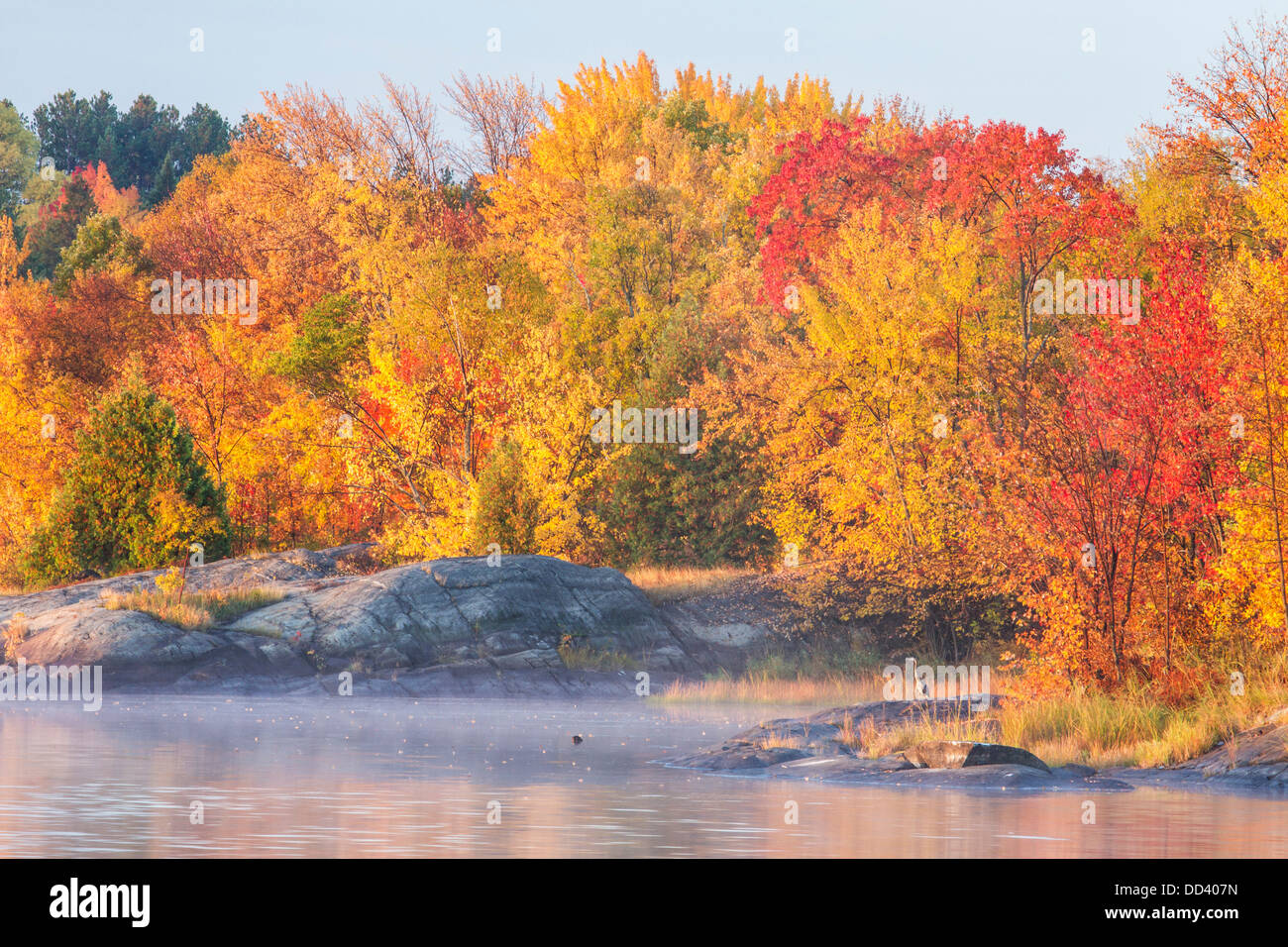 A Great Blue Heron stands on a rock on an autumn morning along the Vermilion River, Whitefish, City of Greater Sudbury, Ontario. Stock Photo