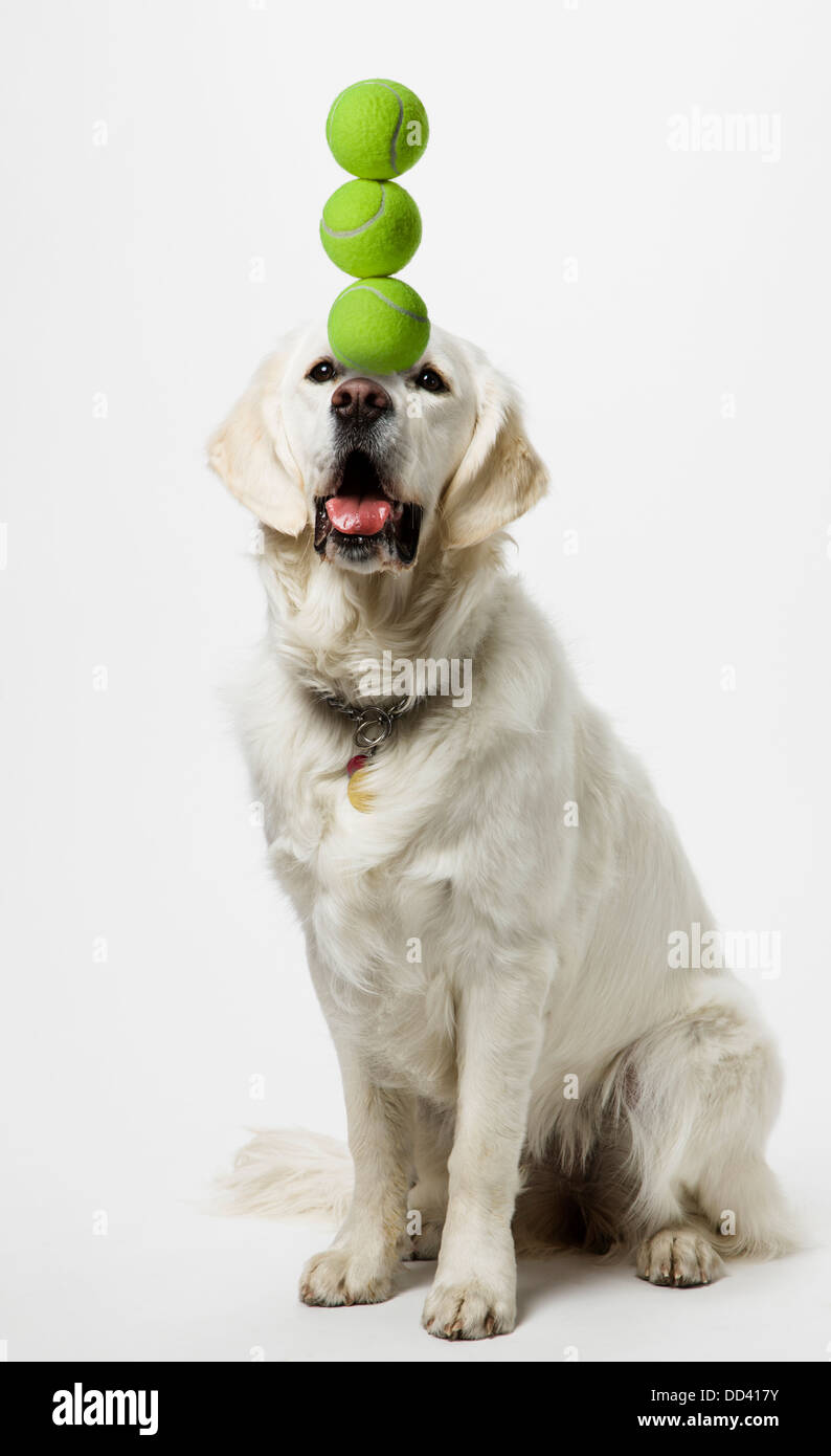 Studio photograph of platinum colored Golden Retriever puppy (9 months) balancing 3 tennis balls Stock Photo