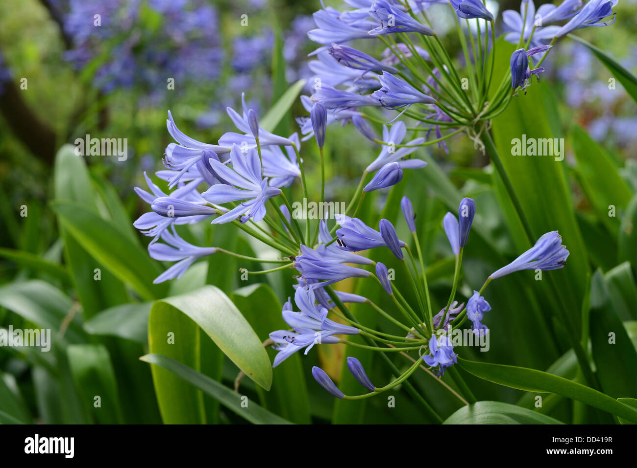 African Lily Agapanthus Stock Photo - Alamy