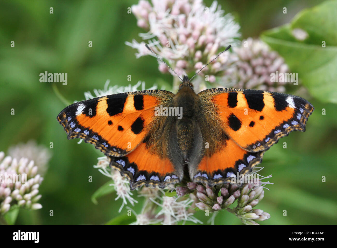 Extensive series of the Small Tortoiseshell (Aglais urticae) butterfly posing on a variety of flowers Stock Photo