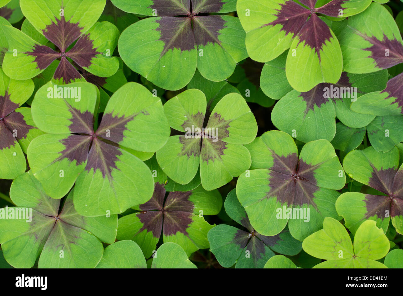 Oxalis tetraphylla 'Iron Cross' leaves, August, England Stock Photo