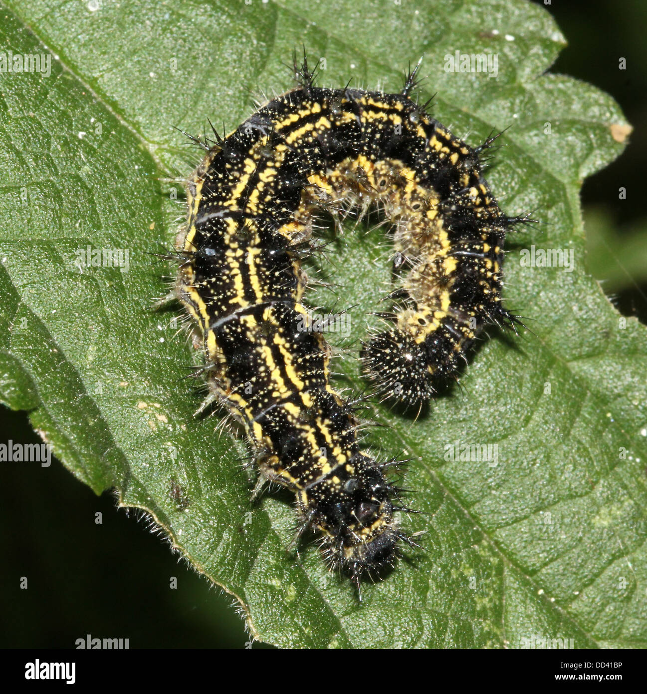 Caterpillar of the Small Tortoiseshell (Aglais urticae) butterfly Stock Photo