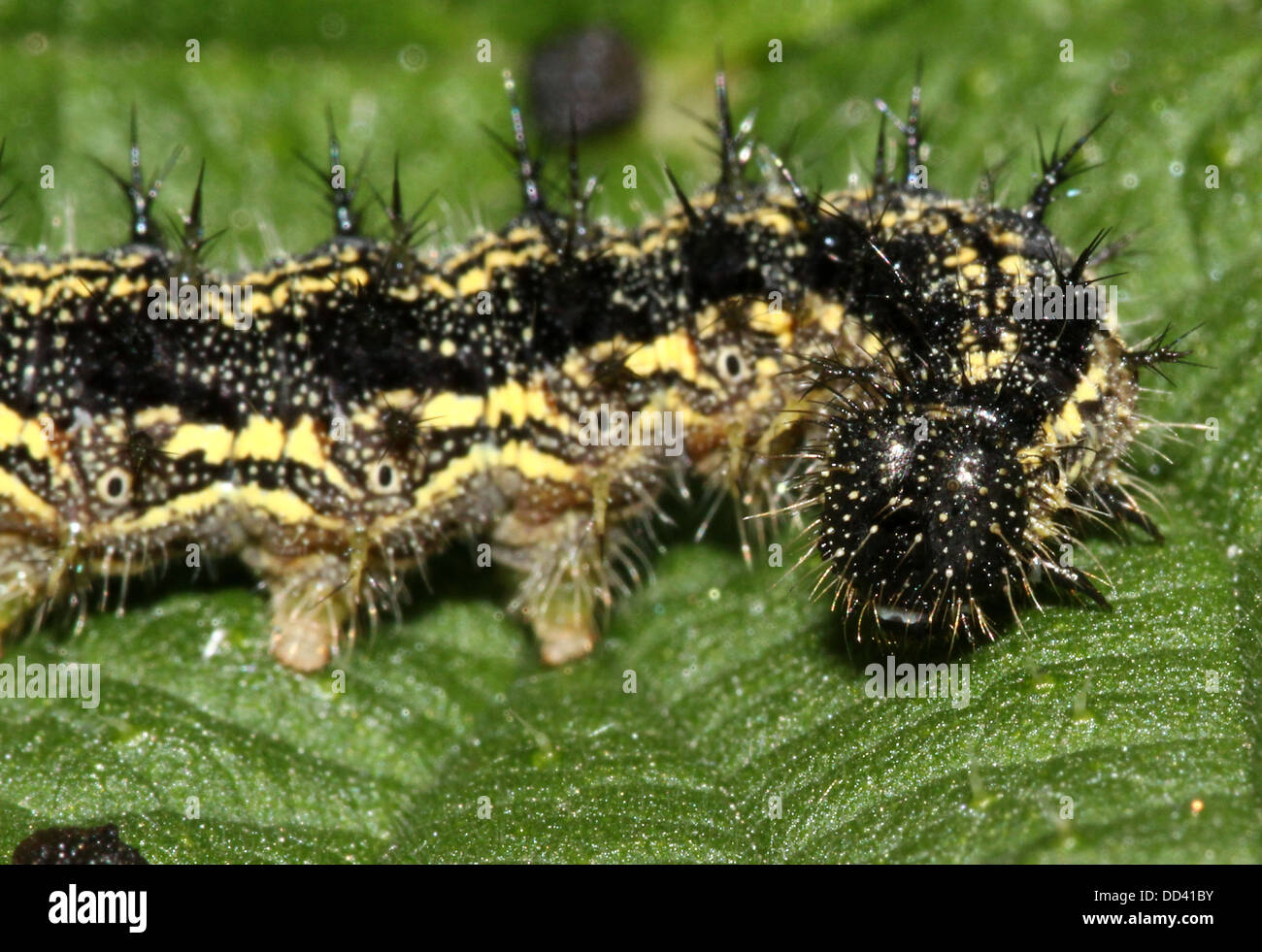 Spiky caterpillar of the European Small Tortoiseshell butterfly (Aglais urticae) Stock Photo