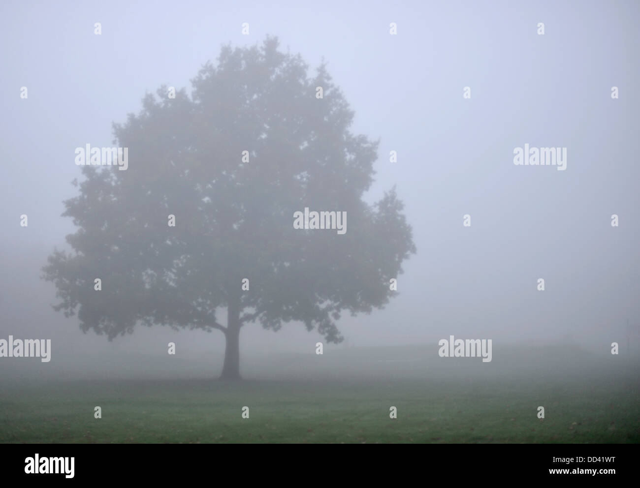 Fog in hampton common london hi-res stock photography and images - Alamy