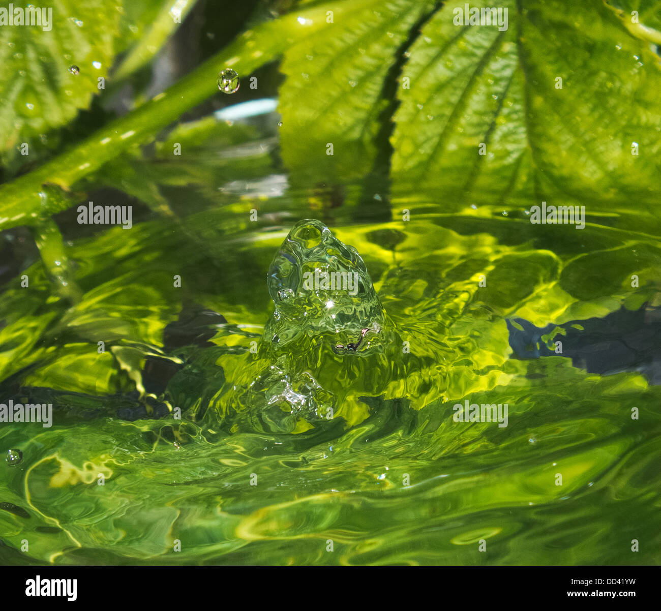 drop of rain water Stock Photo Alamy