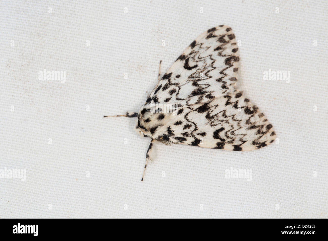 Black Arches Moth; Lymantria monacha; Summer; UK Stock Photo