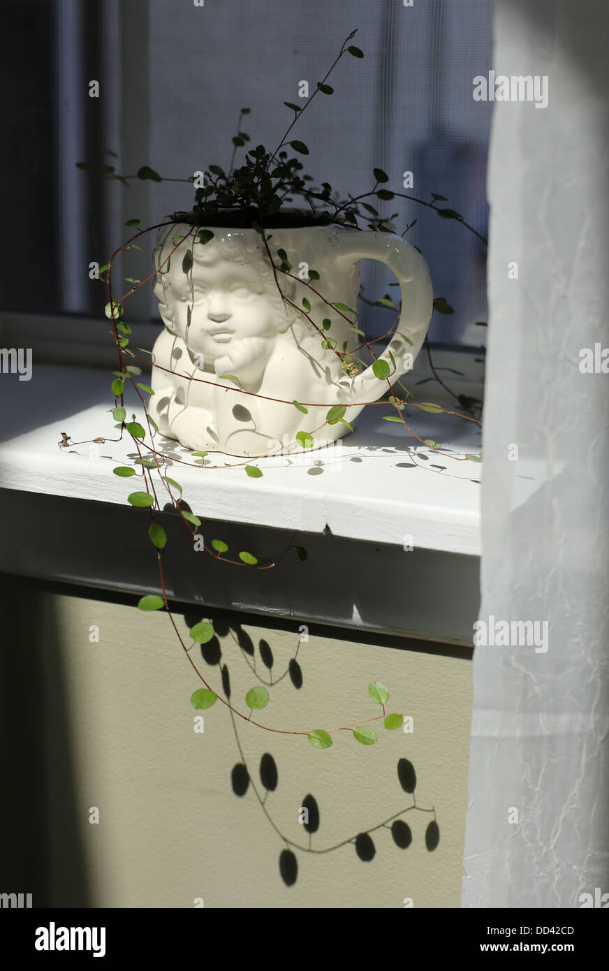 A coffee mug being used as a planter for angel vine. Stock Photo