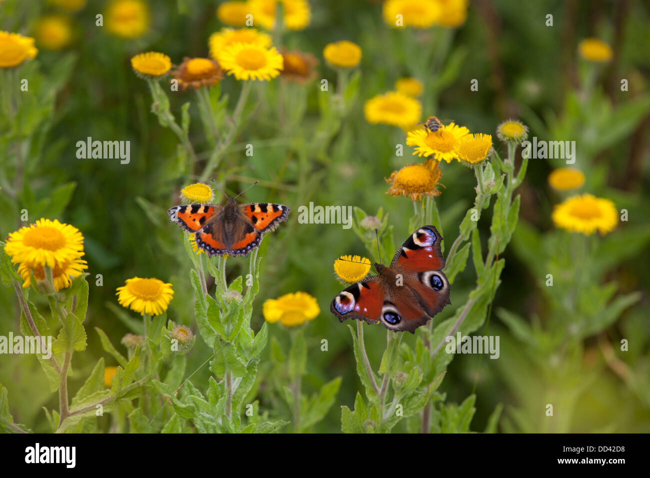 Small Tortoiseshell Aglais urticae and Peacock Butterfly on common Fleabane August Stock Photo