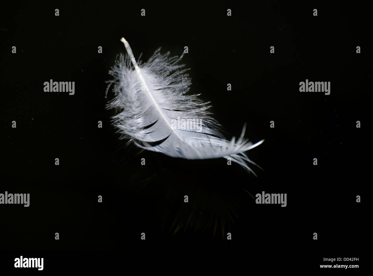 White feather floating on the surface of water Stock Photo Alamy