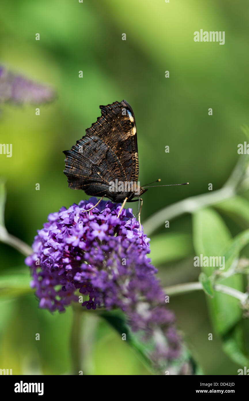 Peacock butterfly on buddleia davidii Stock Photo - Alamy