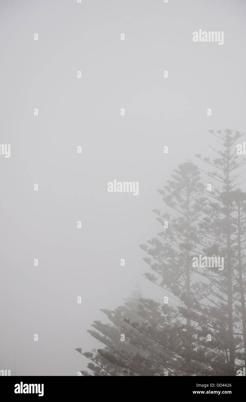 Pine tree in the fog Stock Photo - Alamy