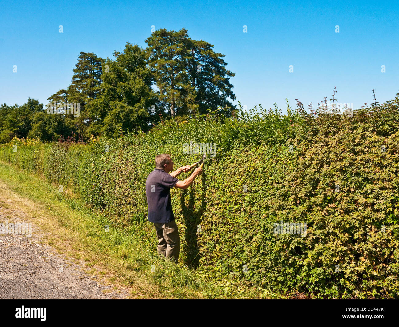 Chateau owner hand trimming 100yard long roadside hedge France Stock