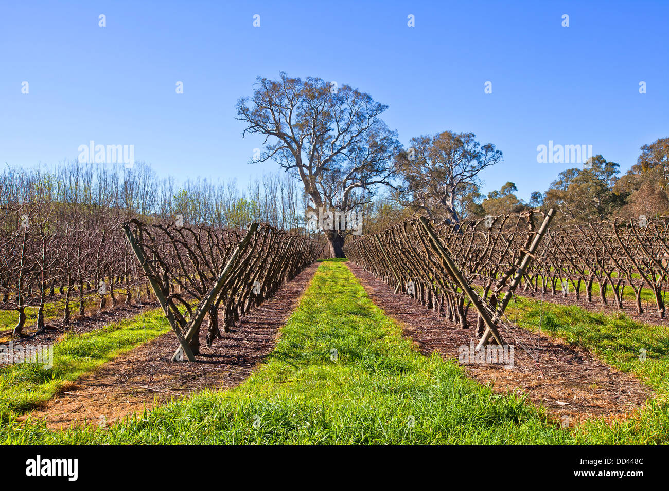 Orchard and gum tree near Ashbourne on the Fleurieu Peninsula in South Australia Stock Photo