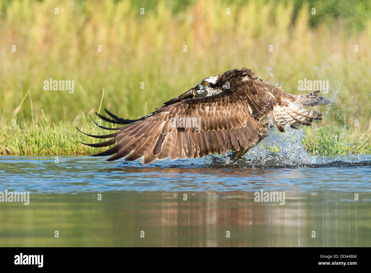 An Osprey successfully catches a fish Stock Photo
