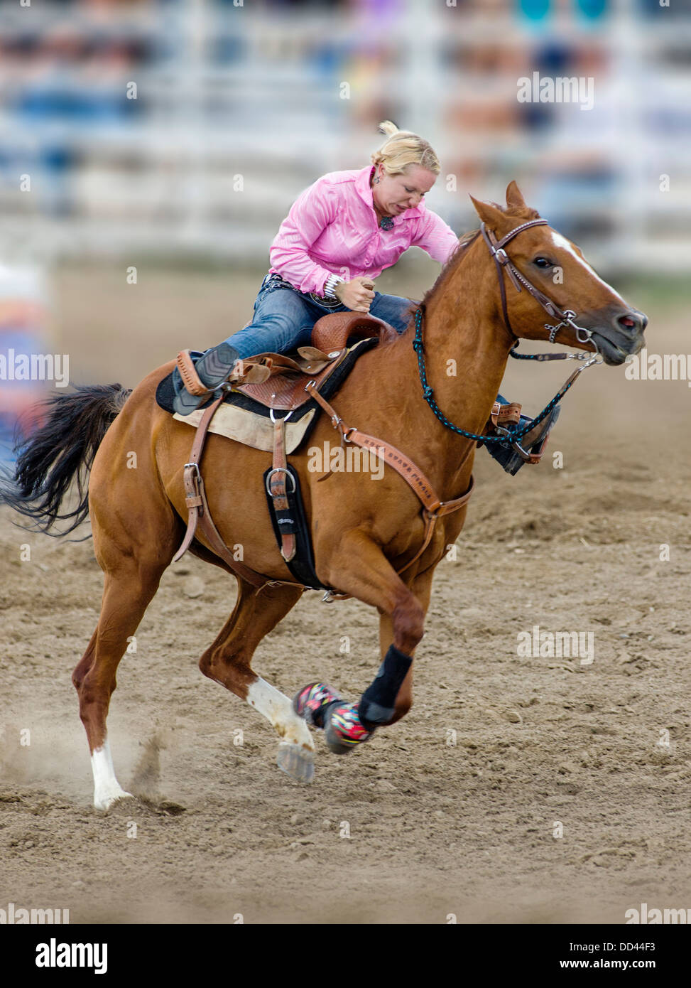 Cowgirl on horseback riding in the ladies barrel racing event, Chaffee County Fair & Rodeo Stock Photo
