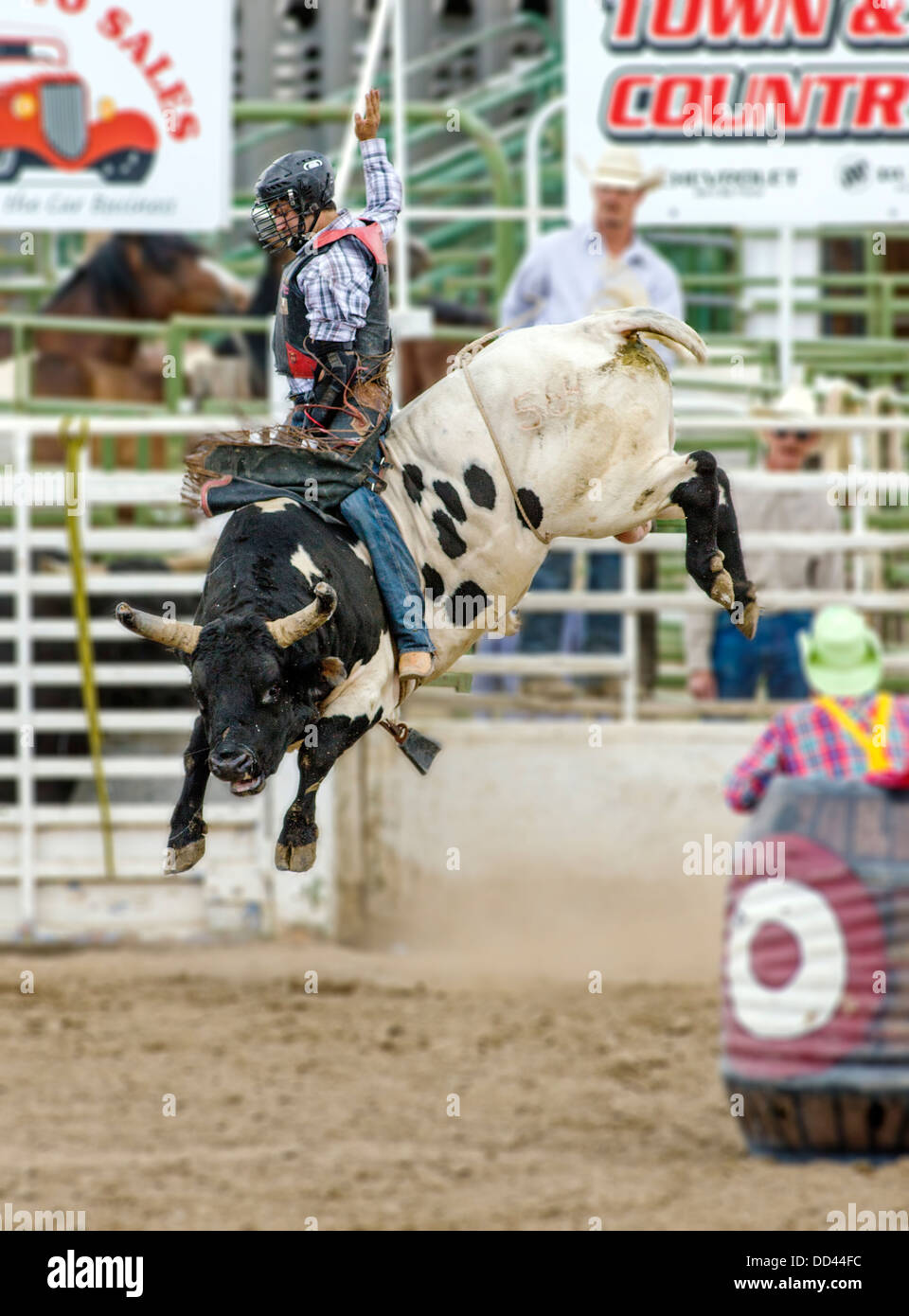 Cowboy riding a bull in a the bull riding competition, Chaffee County Fair & Rodeo Stock Photo