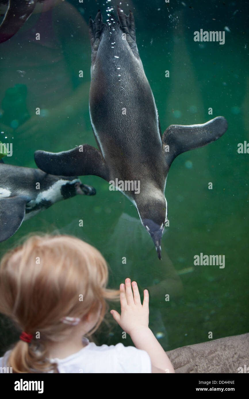 Young 4 year old girl watching Humboldt Penguin Spheniscus humboldti diving in water behind glass wall at Chester Zoo Stock Photo