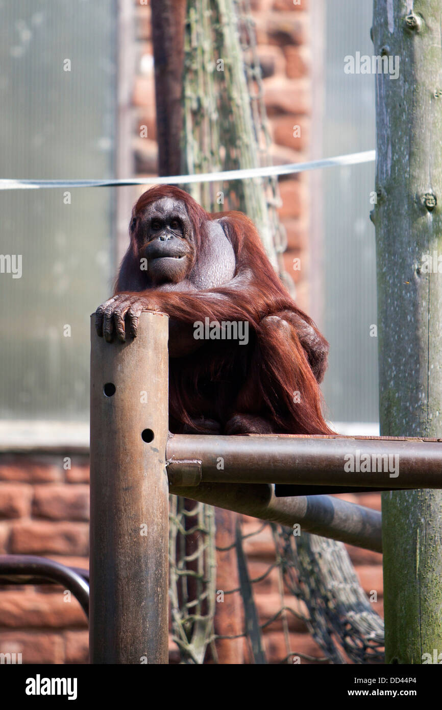 Orangutan Pongo pygmaeus on climbing frame at Chester zoo Stock Photo