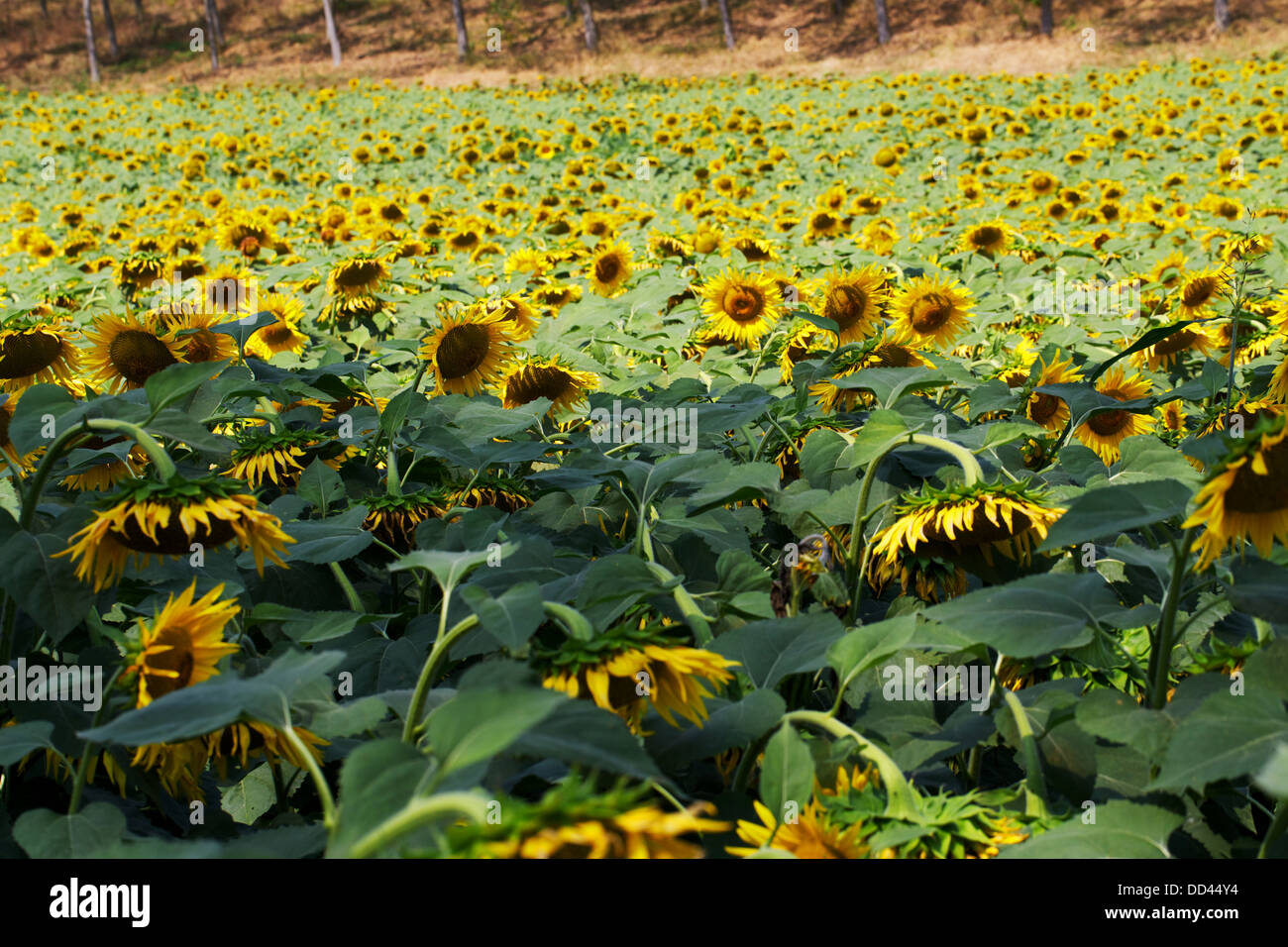 sunflowers Stock Photo