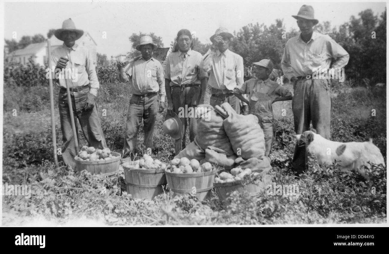 A group of workers is seen in a field after digging potatoes ...