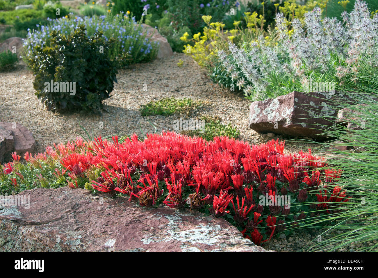 Hummingbird Trumpet Mint or Scarlet Pennyroyal Stock Photo