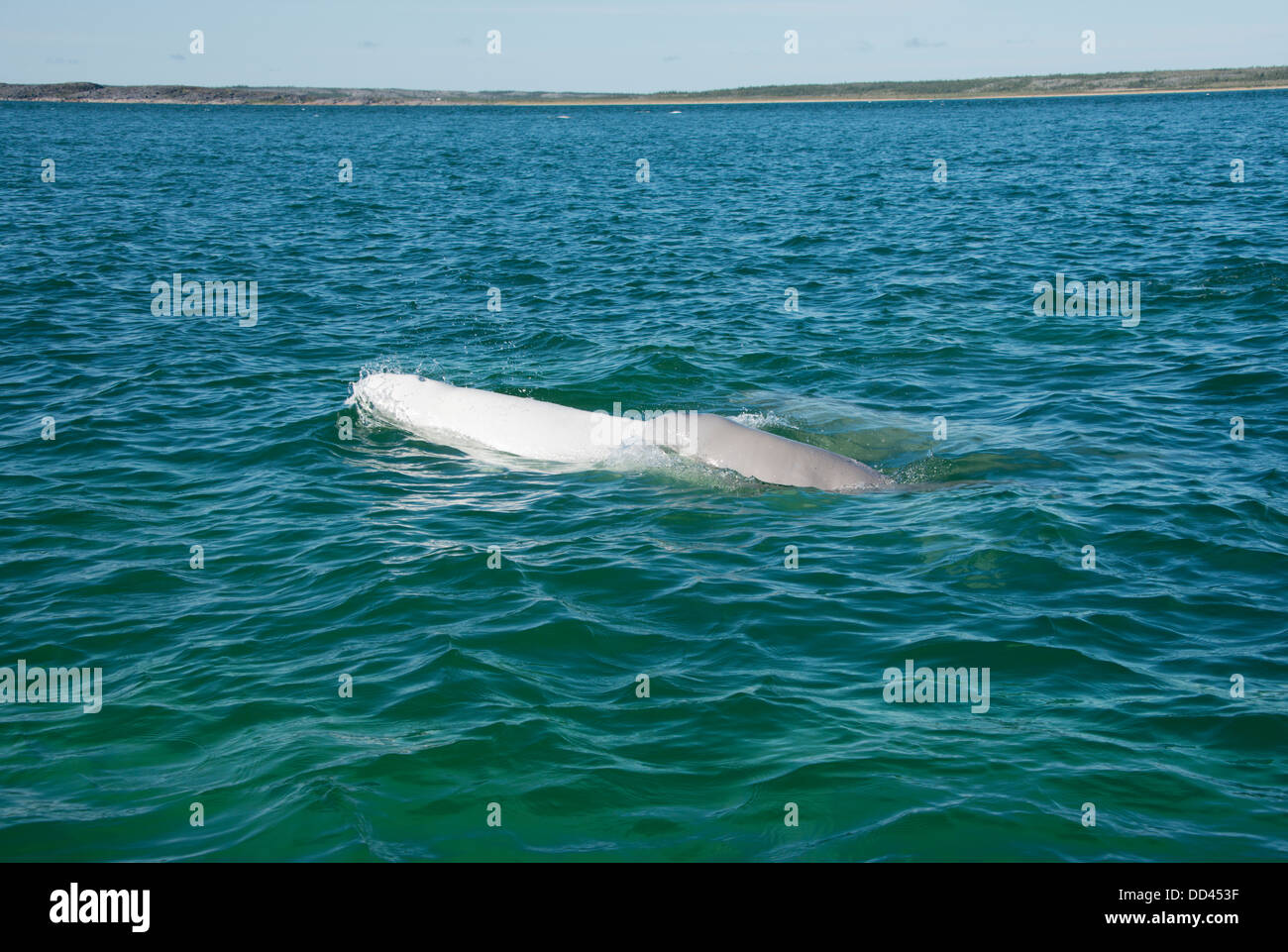 Canada, Manitoba, Churchill. Churchill River Estuary, wild beluga whales (Delphinapterus leucas). Darker gray baby whale. Stock Photo