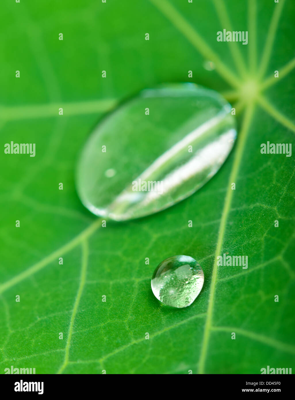 Water drops on green fresh leaf macro Stock Photo
