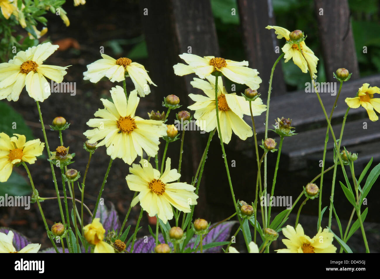 Yellow coreopsis flowers in a garden after the rain with wooden bench Stock Photo