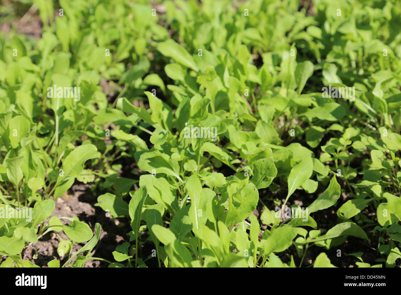 Growing rucola Stock Photo