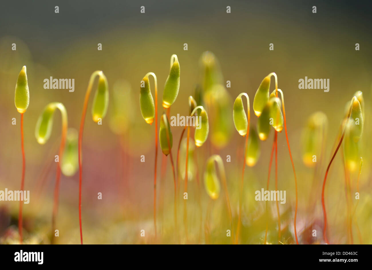 Close up of moss calyptra, UK Stock Photo