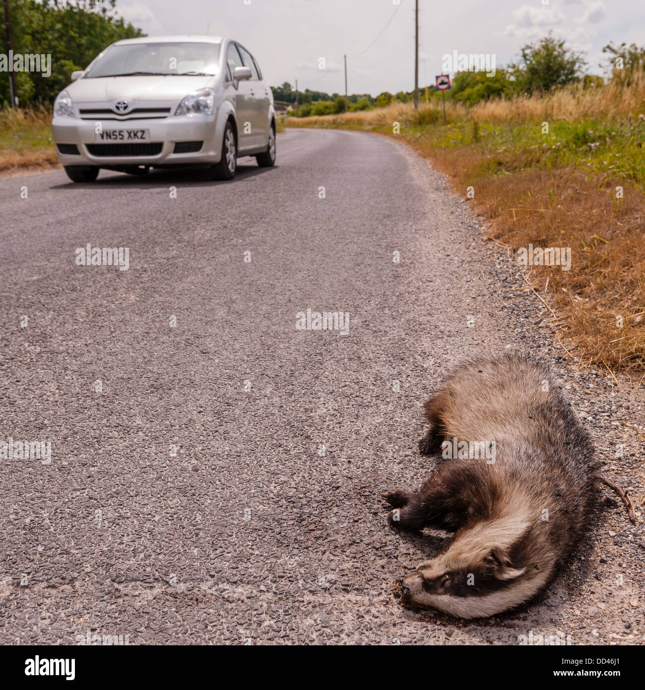 A dead badger on the side of the road with a car travelling along