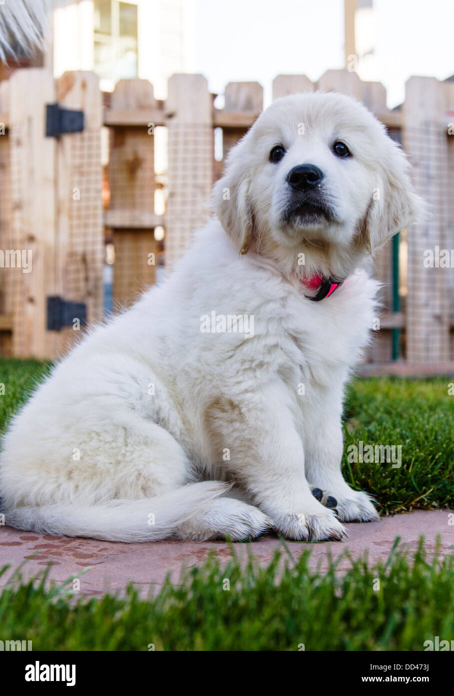 Platinum colored Golden Retriever puppy (8 weeks). Stock Photo