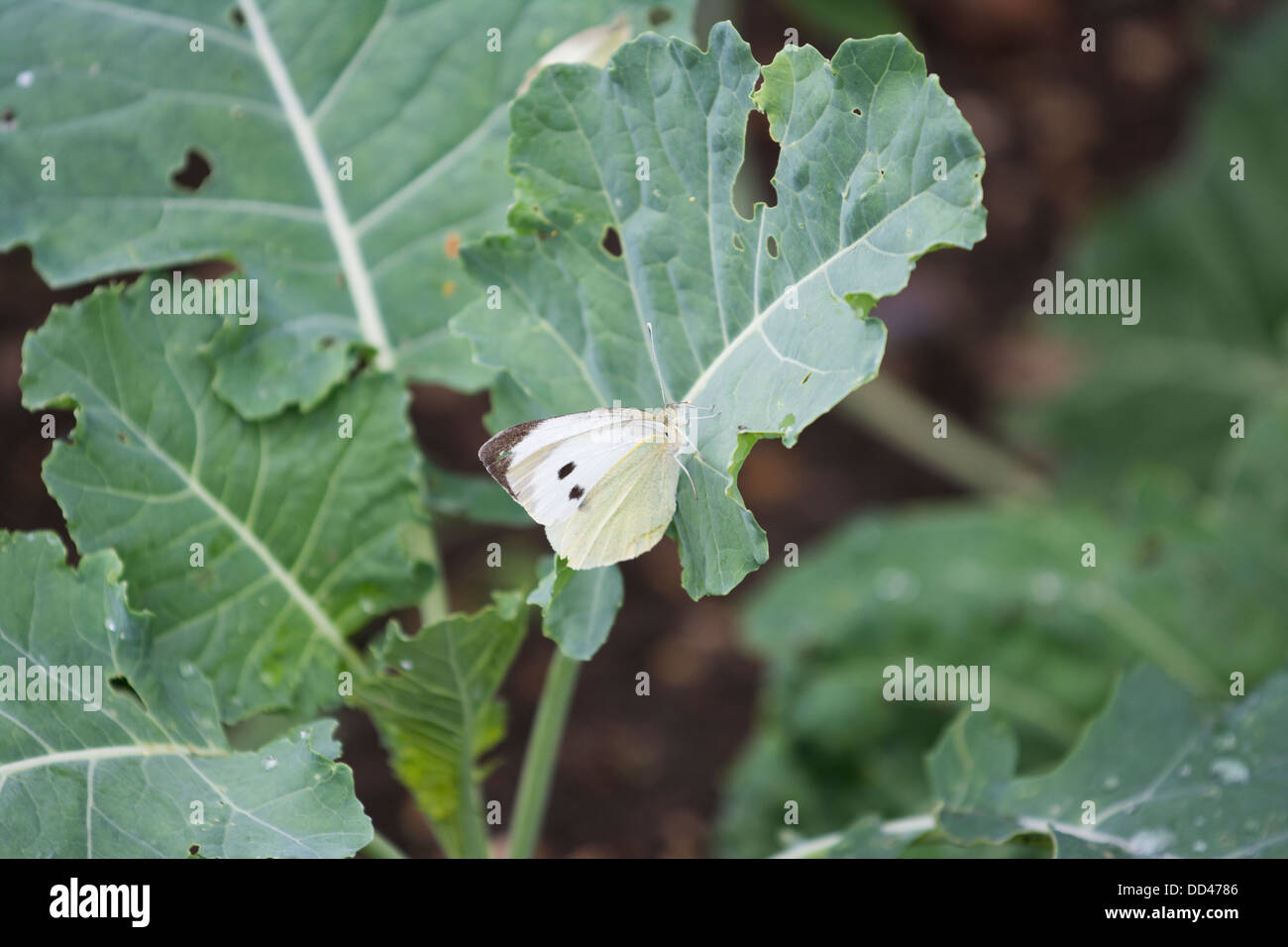 Large white Butterfly, pieris brassicae, laying eggs on brassica plants, August, england Stock Photo
