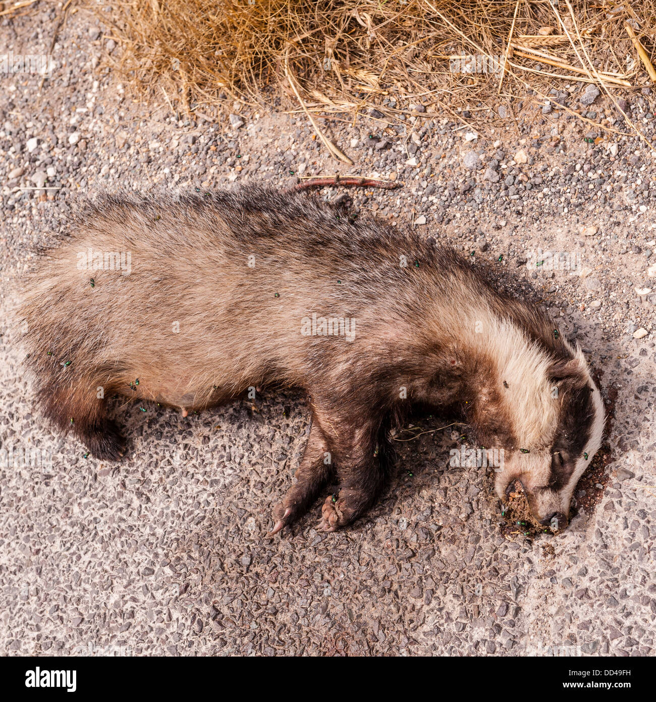A dead badger on the side of the road in the Uk Stock Photo Alamy