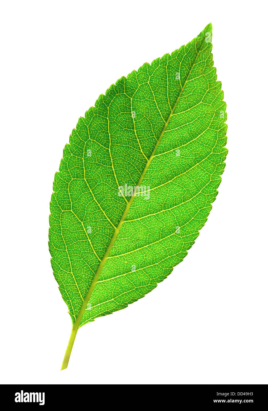 Macro photo of fresh green leaf isolated on white Stock Photo