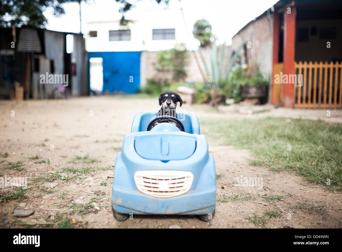 A cute puppy goes for his first drive in a car Stock Photo Alamy