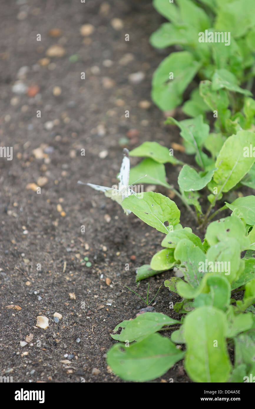 Large white Butterfly, pieris brassicae, laying eggs on brassica plants, August, england Stock Photo