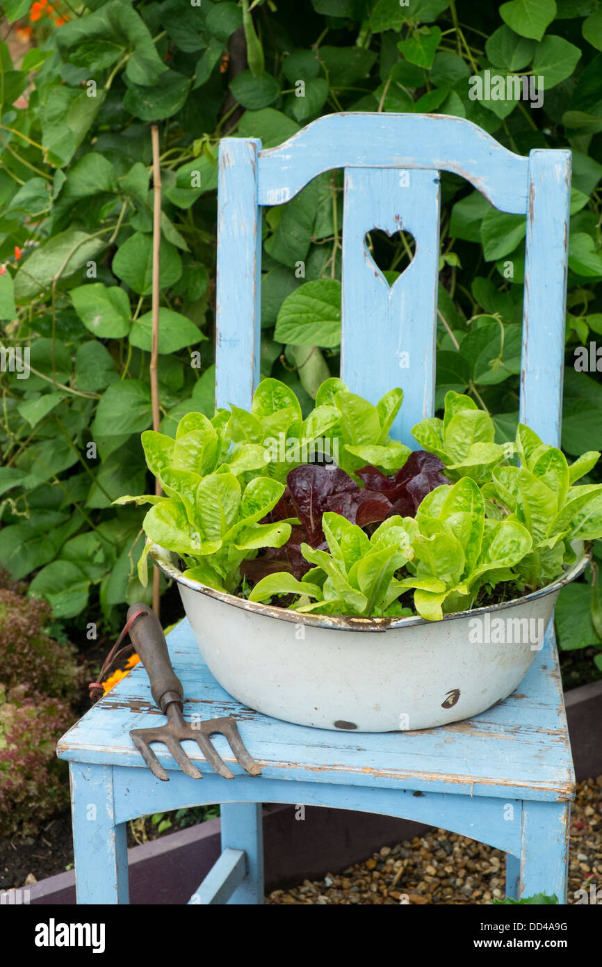 Lettuces growing in old enameled bowl on garden chair, lettuce varieties 'Little gem pearl' and 'Dazzle' Stock Photo