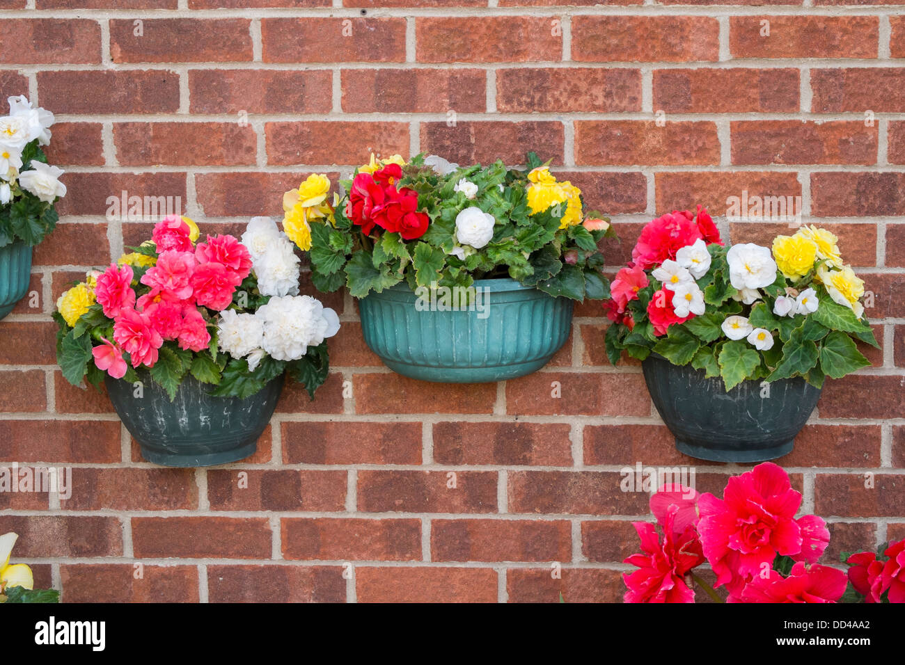 Begonias in containers, on house wall Stock Photo
