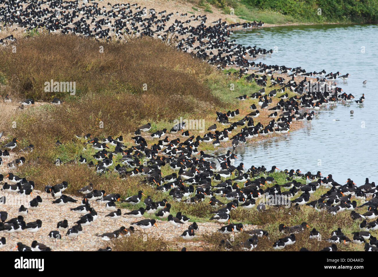 High tide wader roost, Including Oystercatcher,(Haematopus ostralegus) Stock Photo
