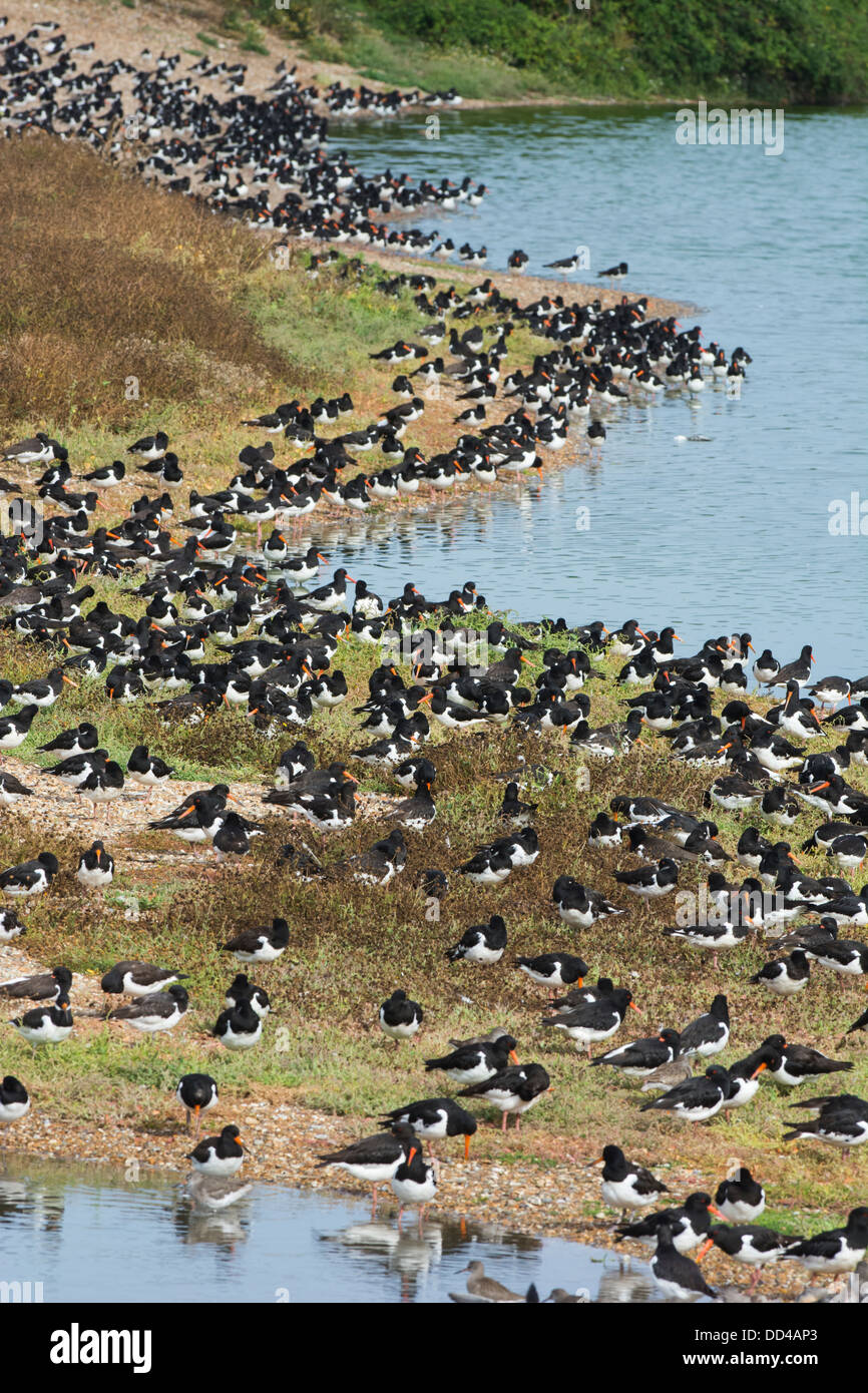 High tide wader roost, Including Oystercatcher,(Haematopus ostralegus) Stock Photo