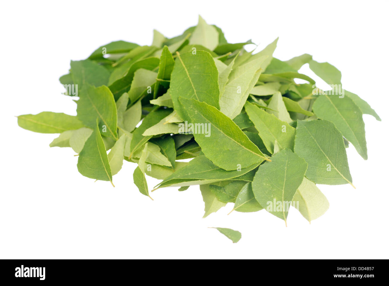 Fresh Curry Leaves Stock Photo