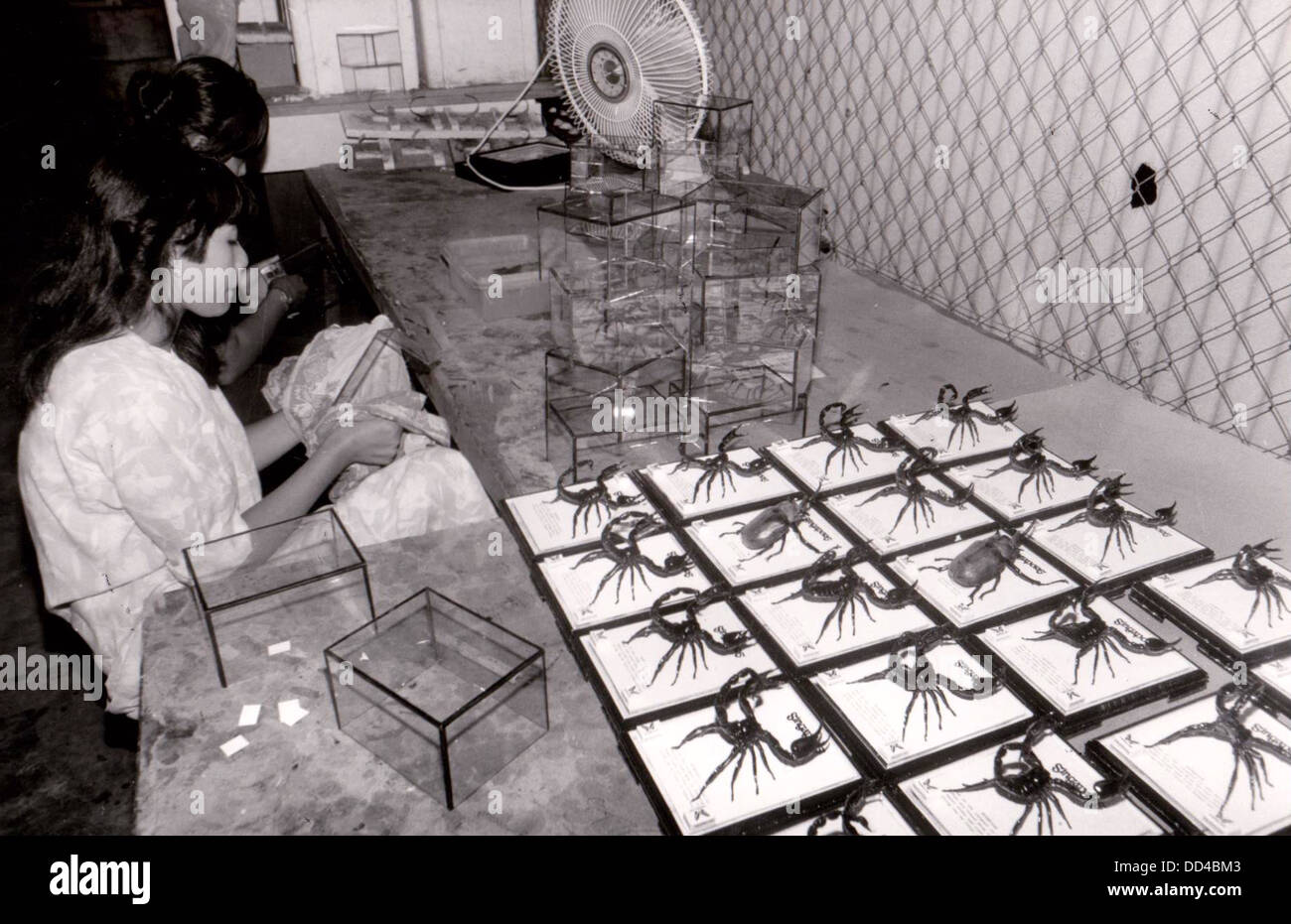 Female worker framing scorpions for tourist souvenirs in Malaysia Stock Photo