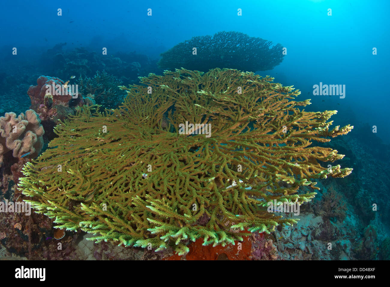 Seascape view of large green table coral, Acropora sp., Raja Ampat, Indonesia. Stock Photo