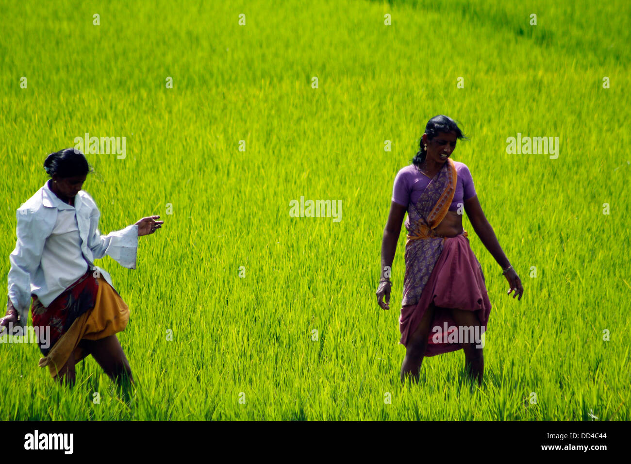 Indian farmers sowing seeds in a paddy field, Karnataka, India Stock Photo