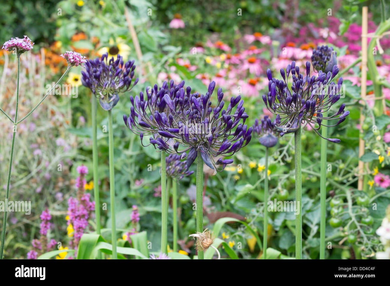Agapanthus and ornamental alliums coming onto flower. Stock Photo