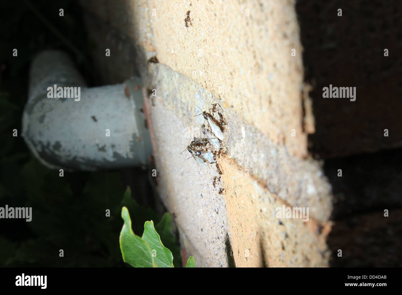 Winged ants exiting from brick wall Stock Photo Alamy