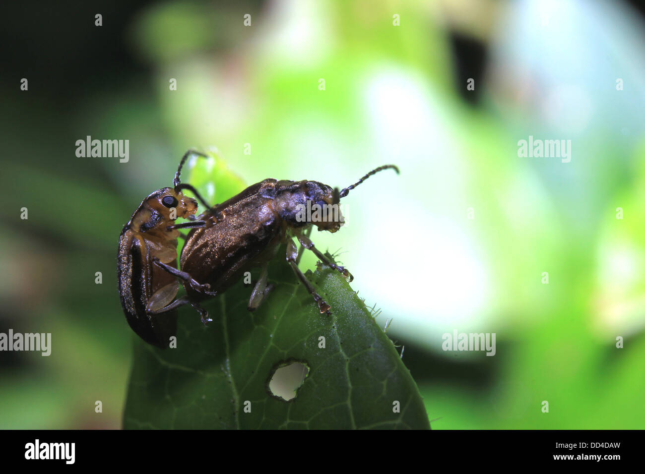Mating viburnum leaf beetles Stock Photo Alamy