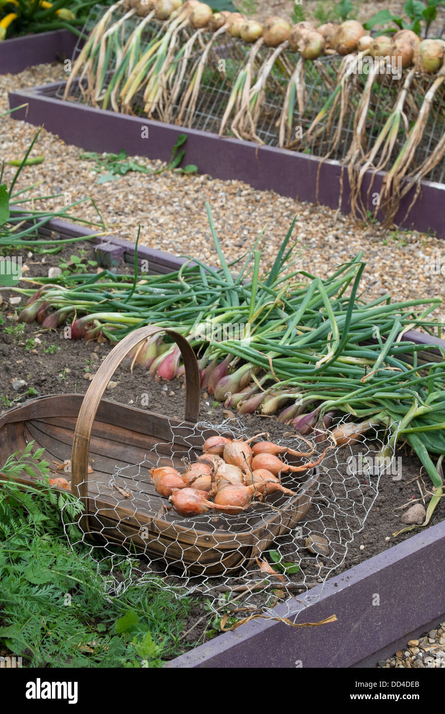 Garden shallots drying on wire netting in a wooden trug Stock Photo Alamy