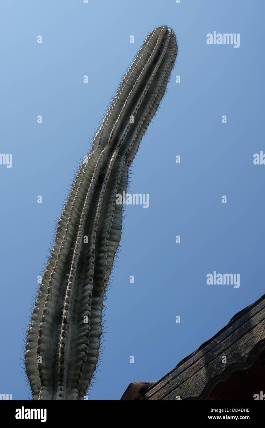 Very tall funny Cactus growing in a Greek garden. Stock Photo